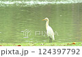 Egrets walking the waterfront in the park 124397792
