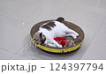 Cat resting on the cat scratcher cardboard 124397794