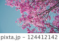 Cherry blossoms at Miyanomae Park in Kochi Prefecture 124412142