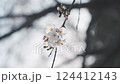 Cherry blossoms at Miyanomae Park in Kochi Prefecture 124412143