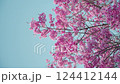 Cherry blossoms at Miyanomae Park in Kochi Prefecture 124412144