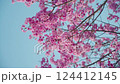 Cherry blossoms at Miyanomae Park in Kochi Prefecture 124412145