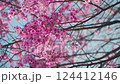 Cherry blossoms at Miyanomae Park in Kochi Prefecture 124412146