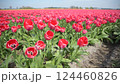 Field with red tulips in Holland 124460826