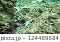 Video of a brown moray eel suddenly appearing 124489684