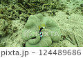 A video of a clownfish burying its face in a sea anemone 124489686
