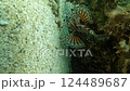 A video of a lionfish (which has a poisonous stinger) swimming 124489687