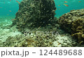 Video of a small fish with yellow, black and white patterns (cardinal fish) 124489688