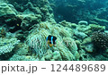 Video of two types of clownfish and a damselfish 124489689