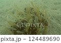 A video of a jellyfish-like sea anemone-like creature 124489690