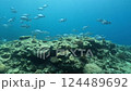 Video of a school of Isuzumi (grey fish) 124489692