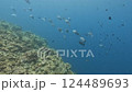 Video of a school of Isuzumi (grey fish) 124489693