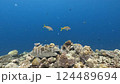 A video of two yellow and white red goatfish 124489694
