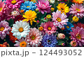 Vibrant bloom progression in a lush floral garden with colorful blossoms 124493052