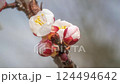 Close-Up of apricot tree with white flowers blooming 124494642