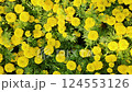 Tagetes erecta or marigold flower blooming in garden 124553126