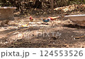 Colorful Finches, Cordon Bleu and Red-Billed Firefinches Feeding from Ground 124553526