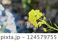 河津櫻花 124579755