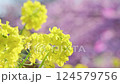河津櫻花 124579756