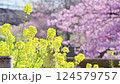河津櫻花 124579757