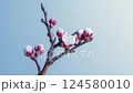 Close-Up of apricot tree with white flowers blooming 124580010
