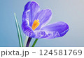 Vivid Purple Crocus Flower Blooming in Springtime 124581769