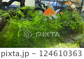 Goldfish Swimming in Aquarium - Relaxing Stock Video 124610363