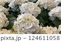 Close up of Small Bunches of White Flowers Concept of Purity and Innocence 124611058