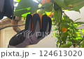 Gloved Hand Picking Orange from Tree with Pruning Shears 124613020