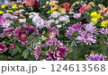 Various Types of Purple and Pink Flowers at Garden Store 124613568