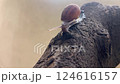 Close-up of Snail Crawling Slowly on Tree Branch 124616157