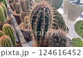 Close-up of Small Decorative Potted Cacti Indoor 124616452