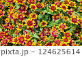 Common Zinnia or Zinnia elegans is one of the most famous flowering annuals of the genus Zinia 124625614