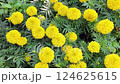Tagetes erecta or marigold flower blooming in garden 124625615