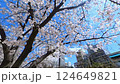Hiroshima, Fukuromachi Park, cherry blossoms 124649821