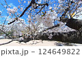 Hiroshima, Fukuromachi Park, cherry blossoms 124649822