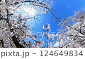 Hiroshima, Fukuromachi Park, cherry blossoms 124649834