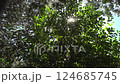 The sun shining through the gaps in the leaves 124685745