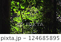 Green leaves swaying in the breeze 124685895