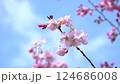 Blue sky and cherry blossoms 124686008