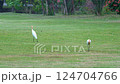 Egrets looking for food in the park in the rain 124704766