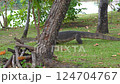 The varanus salvator looking for food on the grass in the park. It is a large lizard native 124704767