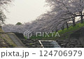 Cherry blossoms along the river in the morning light 124706979