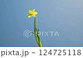 Yellow Daffodil Flower Against a Clear Blue Sky 124725118