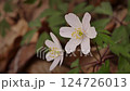 White wood anemone Flowers in Bloom Amid Green Foliage in Springtime 124726013
