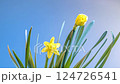 Yellow Daffodil Flowers in blooming stage 124726541