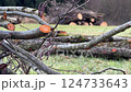 cut down trees and wood lying in meadow 124733643