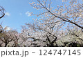 東京千代田區九段櫻花盛開 124747145