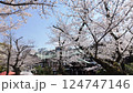東京千代田區九段櫻花盛開 124747146