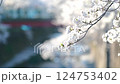 Yoshino cherry tree swaying in the wind 124753402